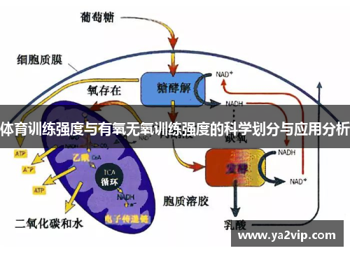 体育训练强度与有氧无氧训练强度的科学划分与应用分析