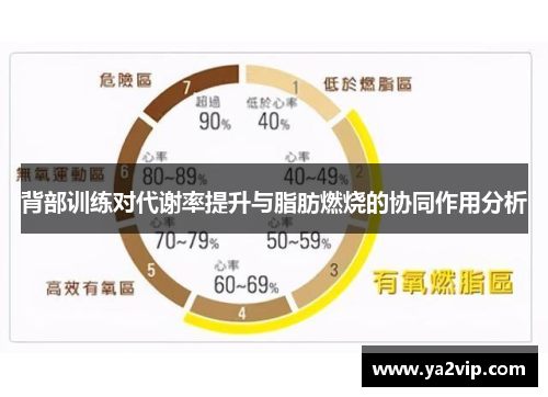 背部训练对代谢率提升与脂肪燃烧的协同作用分析