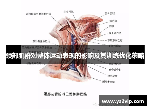 颈部肌群对整体运动表现的影响及其训练优化策略
